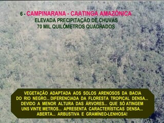 6 -  CAMPINARANA - CAATINGA AMAZÔNICA ELEVADA PRECIPITAÇÃO DE CHUVAS 70 MIL QUILÔMETROS QUADRADOS VEGETAÇÃO  ADAPTADA  AOS  SOLOS  ARENOSOS  DA  BACIA DO  RIO  NEGRO... DIFERENCIADA  DA  FLORESTA  TROPICAL  DENSA...  DEVIDO  A  MENOR  ALTURA  DAS  ÁRVORES...  QUE  SÓ ATINGEM  UNS VINTE METROS...  APRESENTA  CARACTERÍSTICAS  DENSA...  ABERTA...  ARBUSTIVA  E  GRAMÍNEO-LENHOSA!  