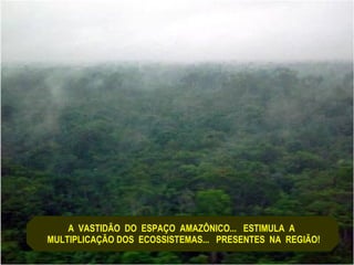 A  VASTIDÃO  DO  ESPAÇO  AMAZÔNICO...  ESTIMULA  A  MULTIPLICAÇÃO DOS  ECOSSISTEMAS...  PRESENTES  NA  REGIÃO! 