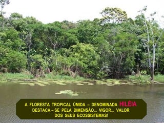 A  FLORESTA  TROPICAL  ÚMIDA  –  DENOMINADA  HILÉIA   DESTACA – SE  PELA  DIMENSÃO...  VIGOR...  VALOR  DOS  SEUS  ECOSSISTEMAS! 