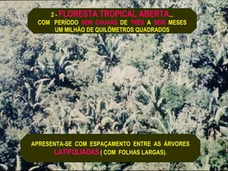 2 -  FLORESTA TROPICAL ABERTA ... COM  PERÍODO  SEM  CHUVAS   DE  TRÊS   A  SEIS   MESES UM MILHÃO DE QUILÔMETROS QUADRADOS APRESENTA-SE  COM  ESPAÇAMENTO  ENTRE  AS  ÁRVORES LATIFOLIADAS  ( COM  FOLHAS LARGAS). 