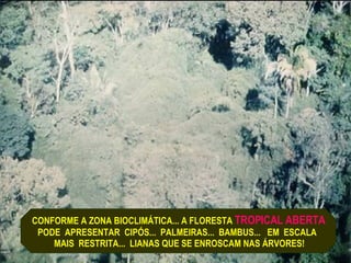 CONFORME A ZONA BIOCLIMÁTICA... A FLORESTA  TROPICAL ABERTA PODE  APRESENTAR  CIPÓS...  PALMEIRAS...  BAMBUS...  EM  ESCALA  MAIS  RESTRITA...  LIANAS QUE SE ENROSCAM NAS ÁRVORES! 
