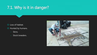 7.1. Why is it in danger?
 Loss of habitat.
 Hunted by humans.
 Skins.
 Stock breeders.
 