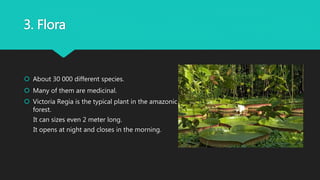 3. Flora
 About 30 000 different species.
 Many of them are medicinal.
 Victoria Regia is the typical plant in the amazonic
forest.
It can sizes even 2 meter long.
It opens at night and closes in the morning.
 