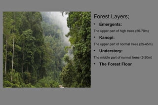 Forest Layers;

Emergents:
The upper part of high trees (50-70m)

Kanopi:
The upper part of normal trees (25-45m)

Understory:
The middle part of normal trees (5-20m)

The Forest Floor
 