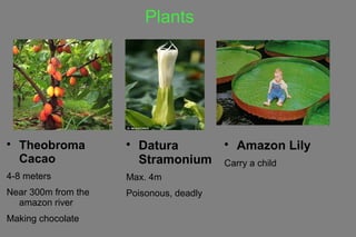 Plants

Amazon Lily
Carry a child

Datura
Stramonium
Max. 4m
Poisonous, deadly

Theobroma
Cacao
4-8 meters
Near 300m from the
amazon river
Making chocolate
 