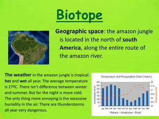 Biotope
Geographic space: the amazon jungle
is located in the north of south
America, along the entire route of
the amazon river.
The weather in the amazon jungle is tropical:
hot and wet all year. The average temperature
is 27ºC. There isn’t difference between winter
and summer. But for the night is more cold.
The only thing more annoying is the excessive
humidity in the air. There are thunderstorms
all year very dangerous.
 