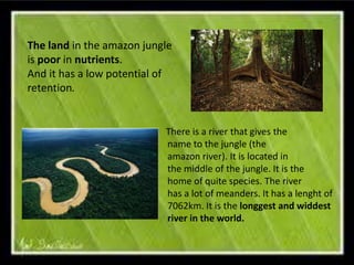 The land in the amazon jungle
is poor in nutrients.
And it has a low potential of
retention.
There is a river that gives the
name to the jungle (the
amazon river). It is located in
the middle of the jungle. It is the
home of quite species. The river
has a lot of meanders. It has a lenght of
7062km. It is the longgest and widdest
river in the world.
 