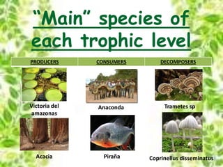 “Main” species of
each trophic level
PRODUCERS CONSUMERS DECOMPOSERS
Victoria del
amazonas
Anaconda
PirañaAcacia
Trametes sp
Coprinellus disseminatus
 