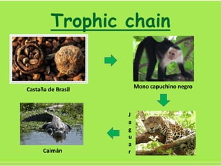 Trophic chain
Castaña de Brasil Mono capuchino negro
J
a
g
u
a
rCaimán
 