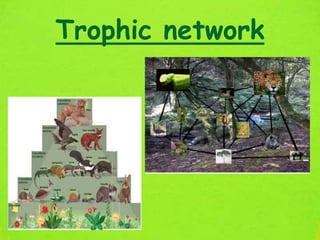 Trophic network
 