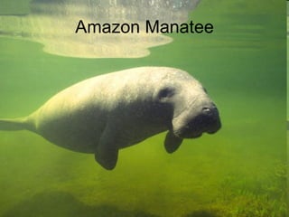 Amazon Manatee 