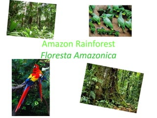 Amazon Rainforest
Floresta Amazonica
 
