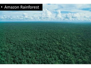 • Amazon Rainforest
 