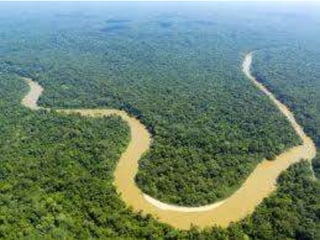 Amazon rai̇nforest | PPTX