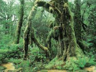Amazon rai̇nforest | PPTX