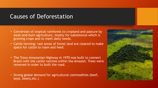 Causes of Deforestation
• Conversion of tropical rainforest to cropland and pasture by
slash-and-burn agriculture, mostly for subsistence which is
growing crops and to meet daily needs.
• Cattle farming: vast areas of forest land are cleared to make
space for cattle to roam and feed.
• The Trans-Amazonian Highway in 1970 was built to connect
Brazil with the cattle ranches within the Amazon. Trees were
removed in order to built the road.
• Strong global demand for agricultural commodities (beef,
soya, beans,etc.)
 