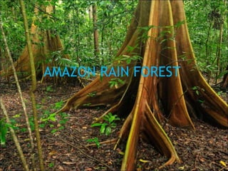 AMAZON RAIN FOREST
 