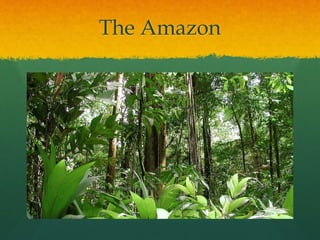 The Amazon
 
