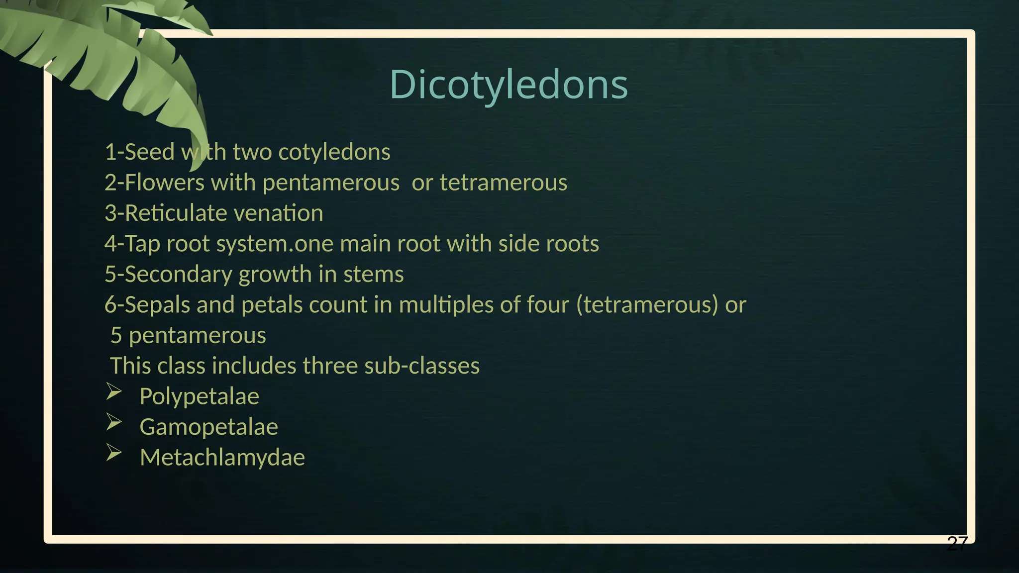27
Dicotyledons
1-Seed with two cotyledons
2-Flowers with pentamerous or tetramerous
3-Reticulate venation
4-Tap root system.one main root with side roots
5-Secondary growth in stems
6-Sepals and petals count in multiples of four (tetramerous) or
5 pentamerous
This class includes three sub-classes
 Polypetalae
 Gamopetalae
 Metachlamydae
 