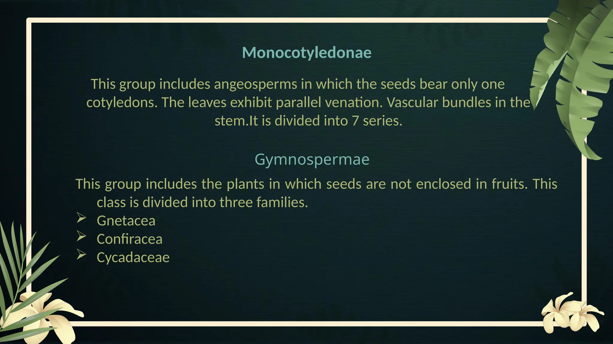 Monocotyledonae
Gymnospermae
This group includes the plants in which seeds are not enclosed in fruits. This
class is divided into three families.
 Gnetacea
 Confiracea
 Cycadaceae
This group includes angeosperms in which the seeds bear only one
cotyledons. The leaves exhibit parallel venation. Vascular bundles in the
stem.It is divided into 7 series.
 
