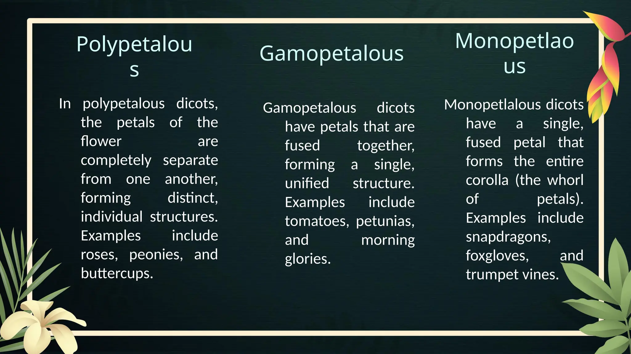 Polypetalou
s
In polypetalous dicots,
the petals of the
flower are
completely separate
from one another,
forming distinct,
individual structures.
Examples include
roses, peonies, and
buttercups.
Gamopetalous
Monopetlao
us
Monopetlalous dicots
have a single,
fused petal that
forms the entire
corolla (the whorl
of petals).
Examples include
snapdragons,
foxgloves, and
trumpet vines.
Gamopetalous dicots
have petals that are
fused together,
forming a single,
unified structure.
Examples include
tomatoes, petunias,
and morning
glories.
 