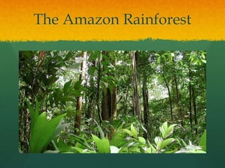 The Amazon Rainforest
 