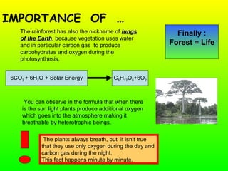 IMPORTANCE OF …
The rainforest has also the nickname of lungslungs
of the Earthof the Earth, because vegetation uses water
and in particular carbon gas to produce
carbohydrates and oxygen during the
photosynthesis.
6CO2 + 6H2O + Solar Energy C6H12O6+6O2
You can observe in the formula that when there
is the sun light plants produce additional oxygen
which goes into the atmosphere making it
breathable by heterotrophic beings.
Finally :
Forest = Life
The plants always breath, but it isn’t true
that they use only oxygen during the day and
carbon gas during the night.
This fact happens minute by minute.
 