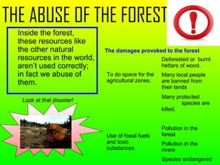 THE ABUSE OF THE FORESTS
Inside the forest,
these resources like
the other natural
resources in the world,
aren’t used correctly;
in fact we abuse of
them.
To do space for the
agricultural zones.
Deforested or burnt
hettars of wood.
Many local people
are banned from
their lands
Many protected
species are
killed.
Use of fossil fuels
and toxic
substances
Pollution in the
forest
Pollution in the
rivers
Species endangered
The damages provoked to the forest
Look at that disaster!
 