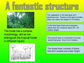 Theforest hasacomplex
morphology, and so we
distinguish thetropical forest
in different layers:
The vegetation in the last layer isn’t
deciduous too. Thanks to the high humidity,
trees can reach the height of 70 meters.
In the third layer there are evergreen
plants that can measure about 30 - 40
meters height.
The second layer is composed of woody
plants that grow from 3 to 5 metres.
The lowest layer consists of plants
that don’t exceed one meter height.
 