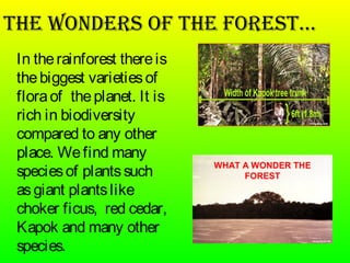 THE WONDERS OF THE FOREST…
In therainforest thereis
thebiggest varietiesof
floraof theplanet. It is
rich in biodiversity
compared to any other
place. Wefind many
speciesof plantssuch
asgiant plantslike
choker ficus, red cedar,
Kapok and many other
species.
WHAT A WONDER THE
FOREST
 
