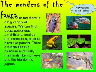 How various
is this fauna?
The wonders of the
faunaIn this case too there is
a big variety of
species. We can find
bugs, poisonous
amphibians, snakes
and crocodiles, colorful
birds like parrots. There
are also fish like
piranhas and finally
mammals like monkeys
and the frightening
jaguar.
 