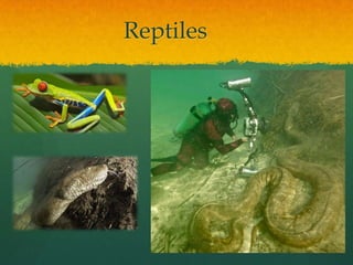 Reptiles
 