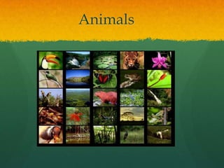 Animals
 