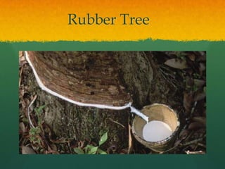 Rubber Tree
 
