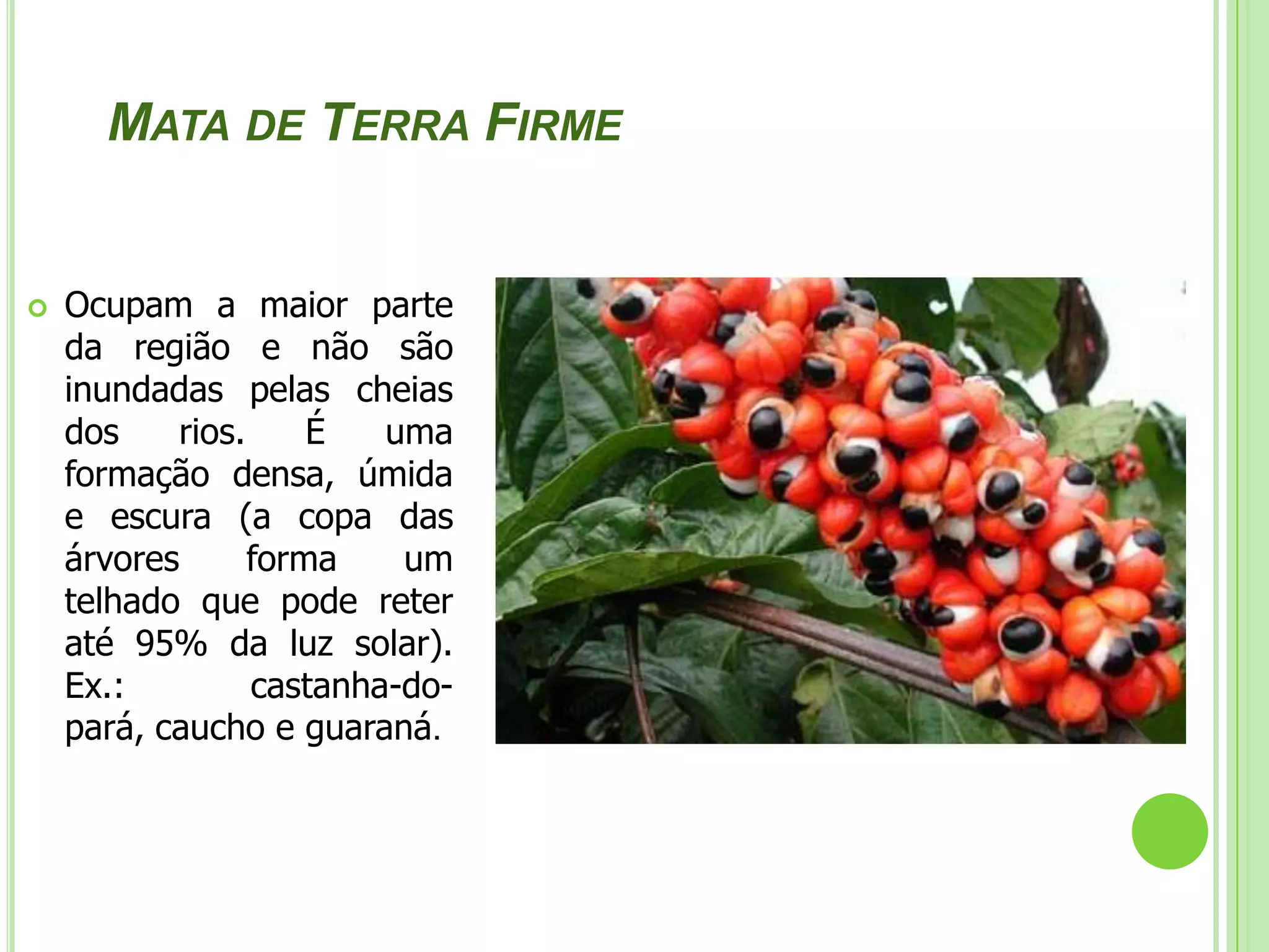 Mata de  igapóSituam-se junto aos rios, em áreas constantemente alagadas pelas cheias dos rios. Encontram-se aí plantas aquáticas como a Vitória-régia, além de cipós, trepadeiras e outras árvores.