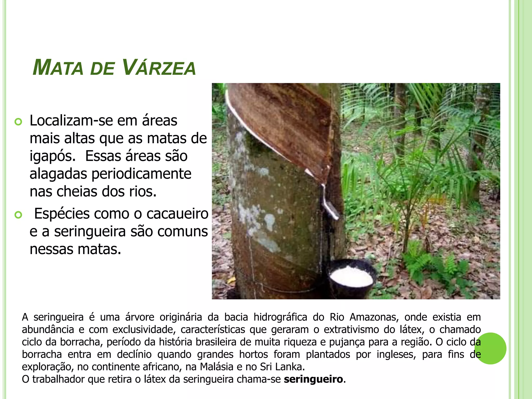O tipo de desenvolvimento mais adequado para essa regiãoFloresta X desenvolvimento – Ainda há tempo para que a Amazônia não repita a história da Mata Atlântica. Existem, felizmente, alternativas. O ponto de partida é mudar os pressupostos e as orientações das políticas públicas e o comportamento e os valores de cada um de nós.   O desenvolvimento pode, sim, ser feito com a manutenção das florestas. Entretanto isso não deverá ser resultado do altruísmo dos indígenas, extrativistas, colonos, fazendeiros e empresários. Necessitamos de políticas públicas capazes de mudar a lógica econômica da fronteira do desmatamento. A equação é simples. A manutenção das florestas deve ser economicamente mais rentável do que os benefícios do garimpo florestal e da agropecuária. Para isso, o produtor rural tem que obter melhores rendimentos dos produtos florestais madeireiros e não-madeireiros e dos serviços ambientais prestados por suas florestas (conservação dos rios, biodiversidade, clima, etc).