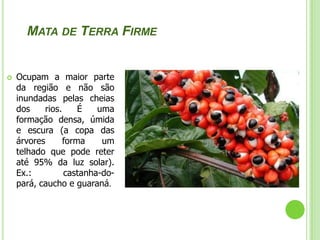 Mata de  igapóSituam-se junto aos rios, em áreas constantemente alagadas pelas cheias dos rios. Encontram-se aí plantas aquáticas como a Vitória-régia, além de cipós, trepadeiras e outras árvores.