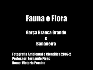 Fotografia Ambiental e Científica 2016-2
Professor: Fernando Pires
Nome: Victoria Pomina
Fauna e Flora
Garça Branca Grande
e
Bananeira
 