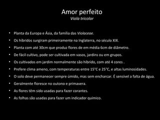 • Planta da Europa e Ásia, da família das Violaceae.
• Os híbridos surgiram primeiramente na Inglaterra, no século XIX.
• Planta com até 30cm que produz flores de em média 6cm de diâmetro.
• De fácil cultivo, pode ser cultivada em vasos, jardins ou em grupos.
• Os cultivados em jardim normalmente são híbrido, com até 4 cores .
• Prefere clima ameno, com temperaturas entre 15°C e 25°C, e altas luminosidades.
• O solo deve permanecer sempre úmido, mas sem encharcar. É sensível a falta de água.
• Geralmente floresce no outono e primavera.
• As flores têm sido usadas para fazer corantes.
• As folhas são usadas para fazer um indicador químico.
Amor perfeito
Viola tricolor
 