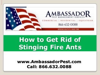 How to Get Rid of
Stinging Fire Ants

www.AmbassadorPest.com
  Call: 866.632.0088
 
