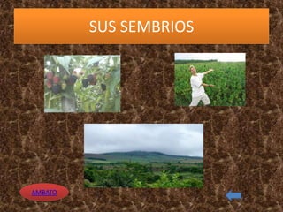 SUS SEMBRIOS
AMBATO
 