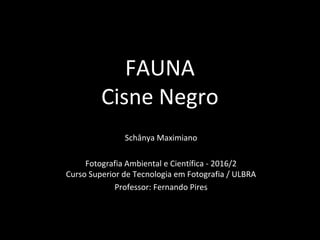 FAUNA
Cisne Negro
Schânya Maximiano
Fotografia Ambiental e Científica - 2016/2
Curso Superior de Tecnologia em Fotografia / ULBRA
Professor: Fernando Pires
 