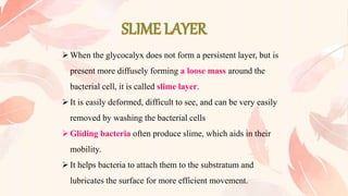 When the glycocalyx does not form a persistent layer, but is
present more diffusely forming a loose mass around the
bacterial cell, it is called slime layer.
It is easily deformed, difficult to see, and can be very easily
removed by washing the bacterial cells
Gliding bacteria often produce slime, which aids in their
mobility.
It helps bacteria to attach them to the substratum and
lubricates the surface for more efficient movement.
 