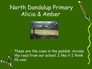 North Dandalup Primary
Alicia & Amber
• These are the cows in the paddok. Across
the road from our school. I like it I think
its cool.
 