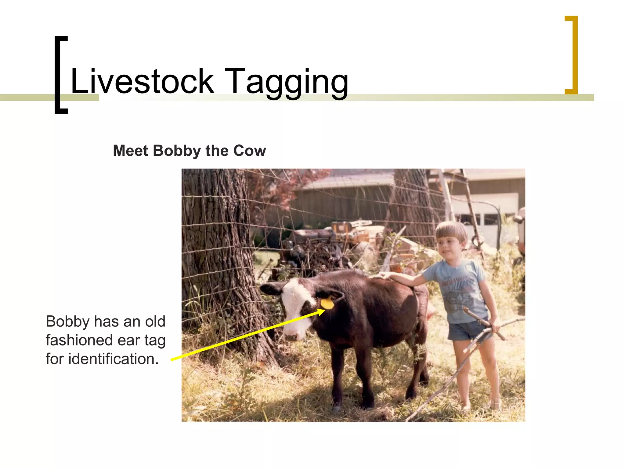 Livestock Tagging
Meet Bobby the Cow

Bobby has an old
fashioned ear tag
for identification.

 