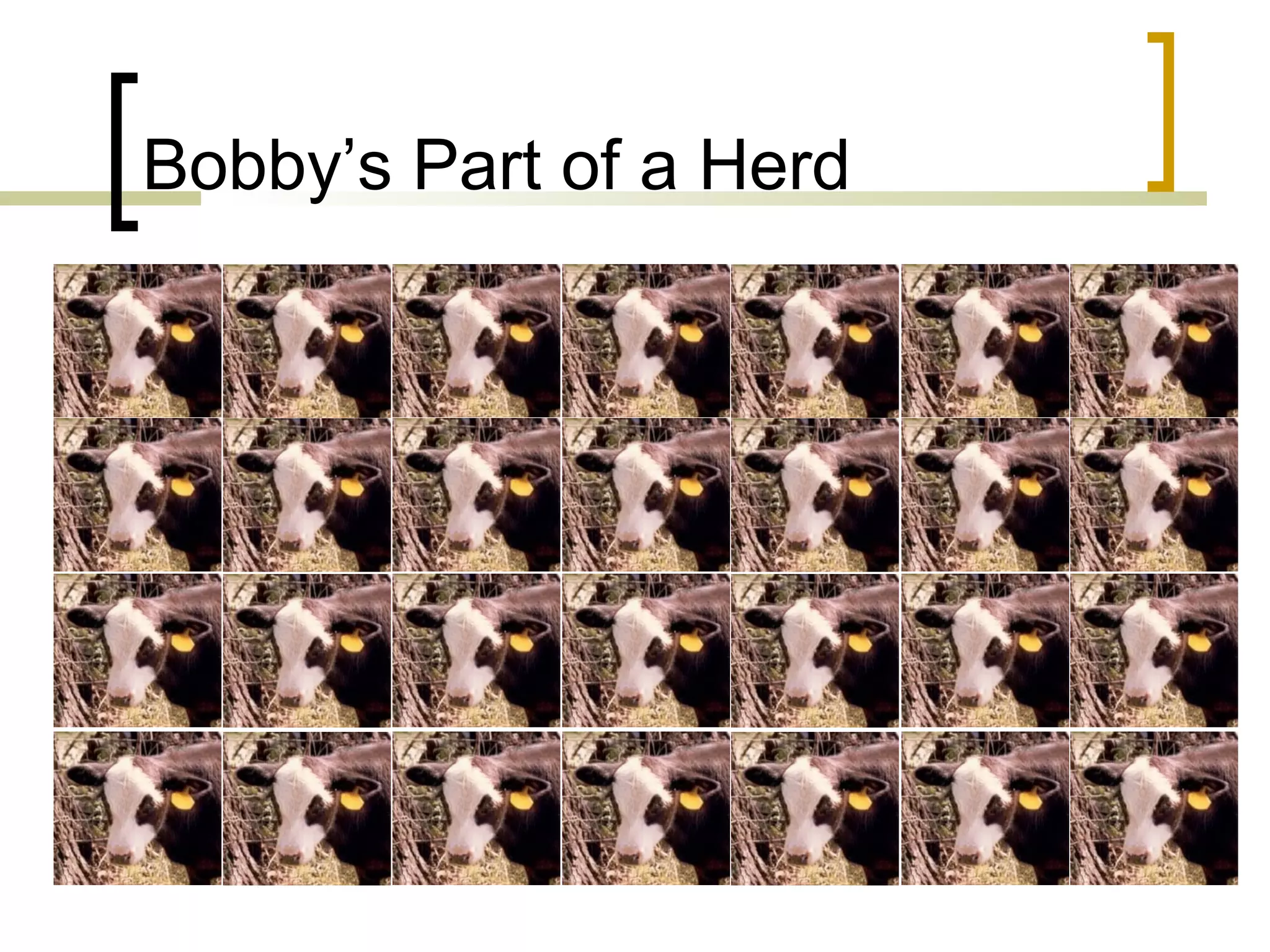 Bobby’s Part of a Herd

 