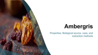 Ambergris: Properties, Biological Source, Uses, and Extraction Methods ...