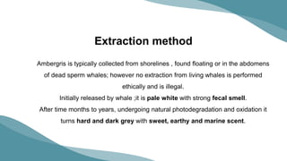 Ambergris: Properties, Biological Source, Uses, and Extraction Methods ...
