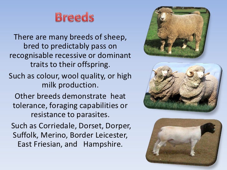 The Sheep Industry Feeding and clothing Sydney for a day sustainably