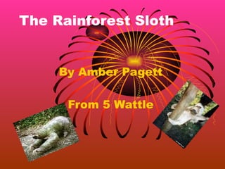 The Rainforest Sloth By Amber Pagett From 5 Wattle 